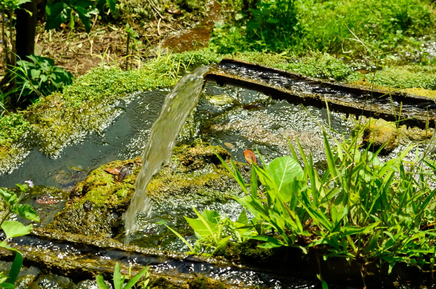 How To Improve Drainage in A Garden